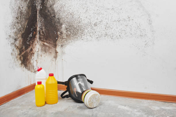Best Professional Mold Removal  in Johnson City, TN