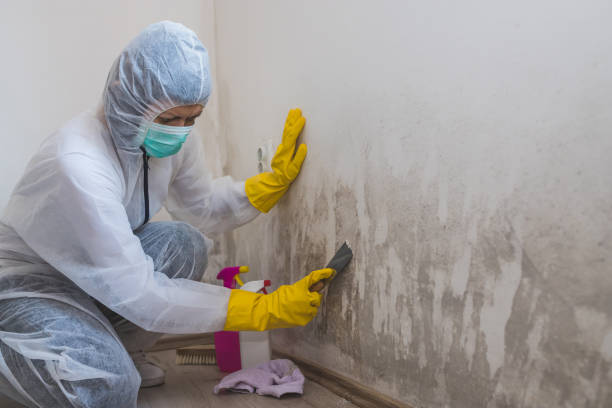 Best Crawl Space Mold Removal  in Johnson City, TN