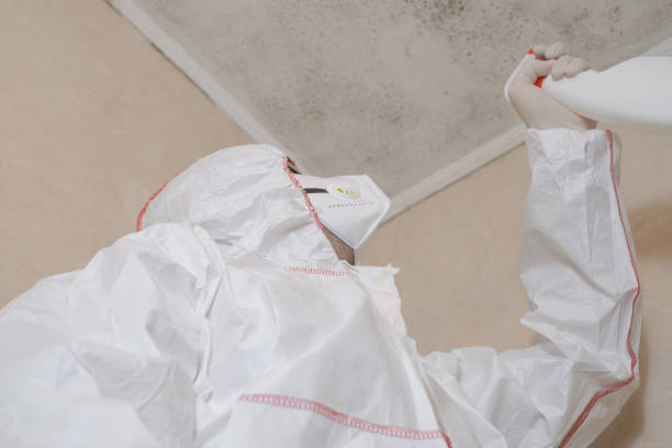 Best Home Mold Removal  in Johnson City, TN