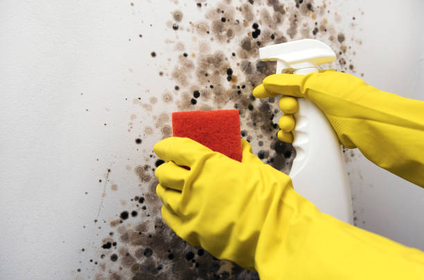 Home Mold Removal in Johnson City, TN