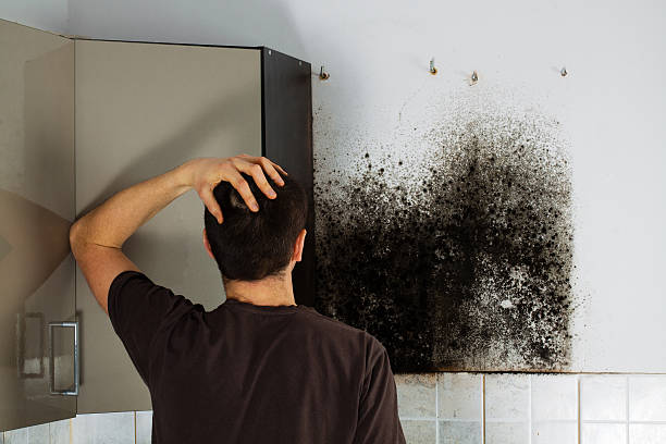 Best Emergency Mold Removal  in Johnson City, TN