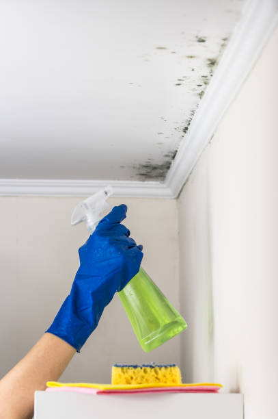 Best Certified Mold Removal  in Johnson City, TN